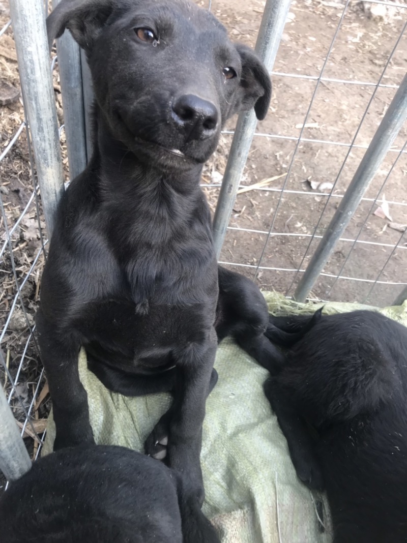 黑狼犬，勇敢无畏，保护主人，看家护院！好伙伴，好朋友！