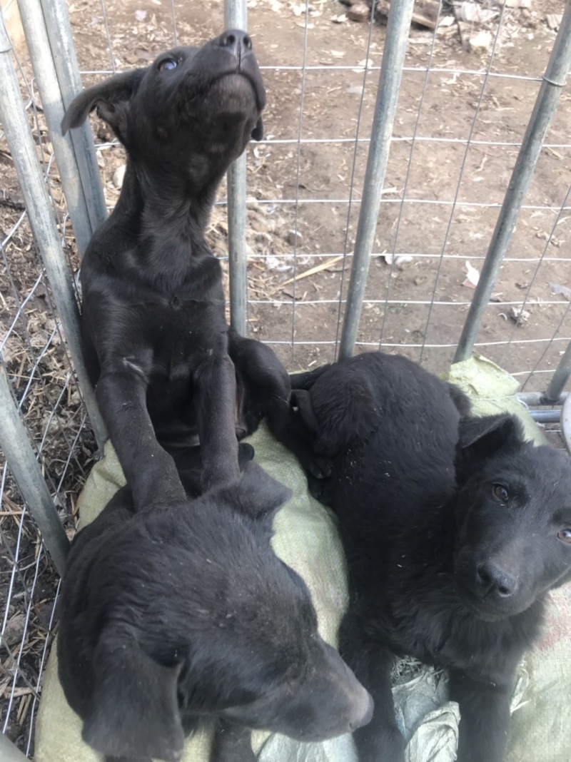 黑狼犬，勇敢无畏，保护主人，看家护院！好伙伴，好朋友！