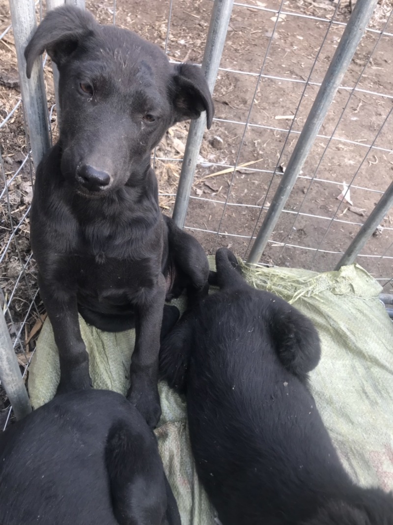 黑狼犬，勇敢无畏，保护主人，看家护院！好伙伴，好朋友！