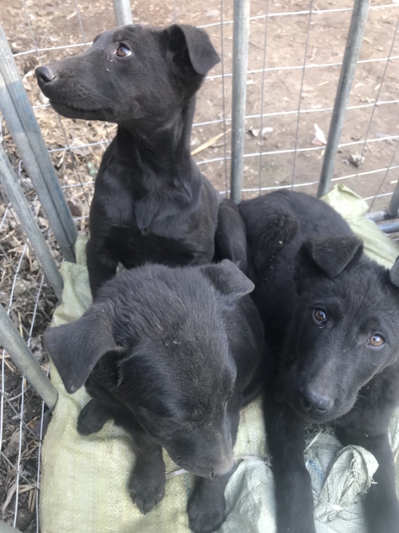 黑狼犬，勇敢无畏，保护主人，看家护院！好伙伴，好朋友！