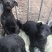 黑狼犬，勇敢无畏，保护主人，看家护院！好伙伴，好朋友！