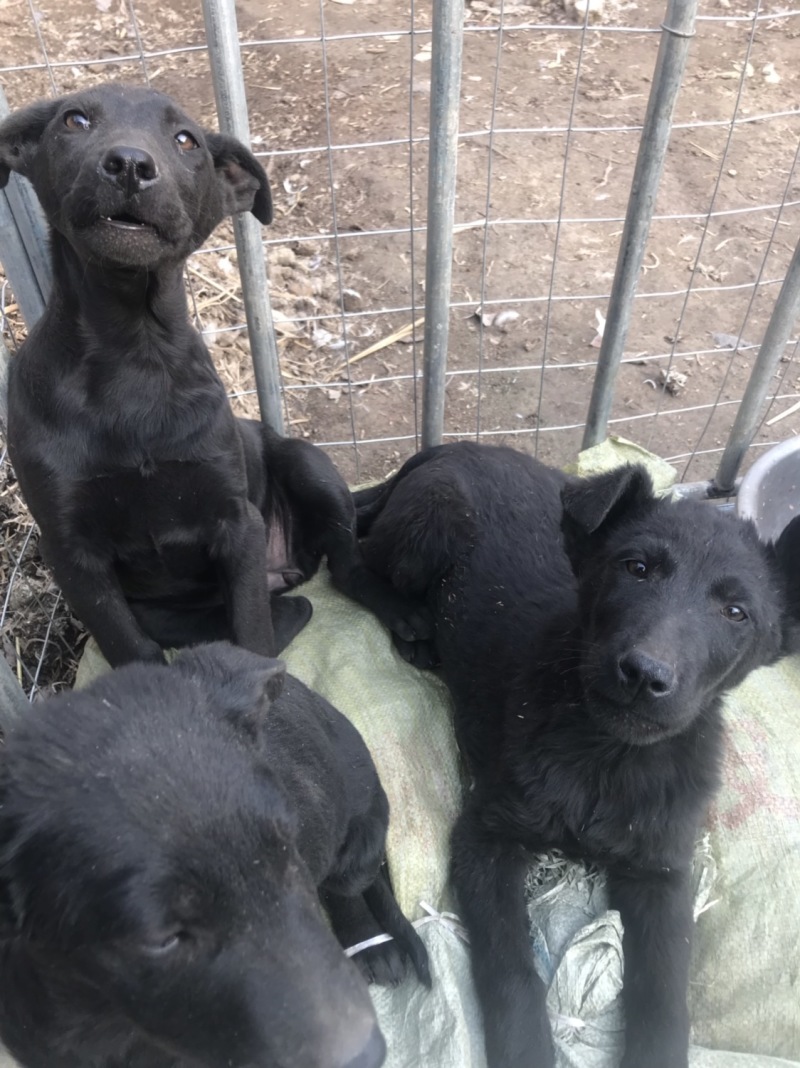黑狼犬，勇敢无畏，保护主人，看家护院！好伙伴，好朋友！