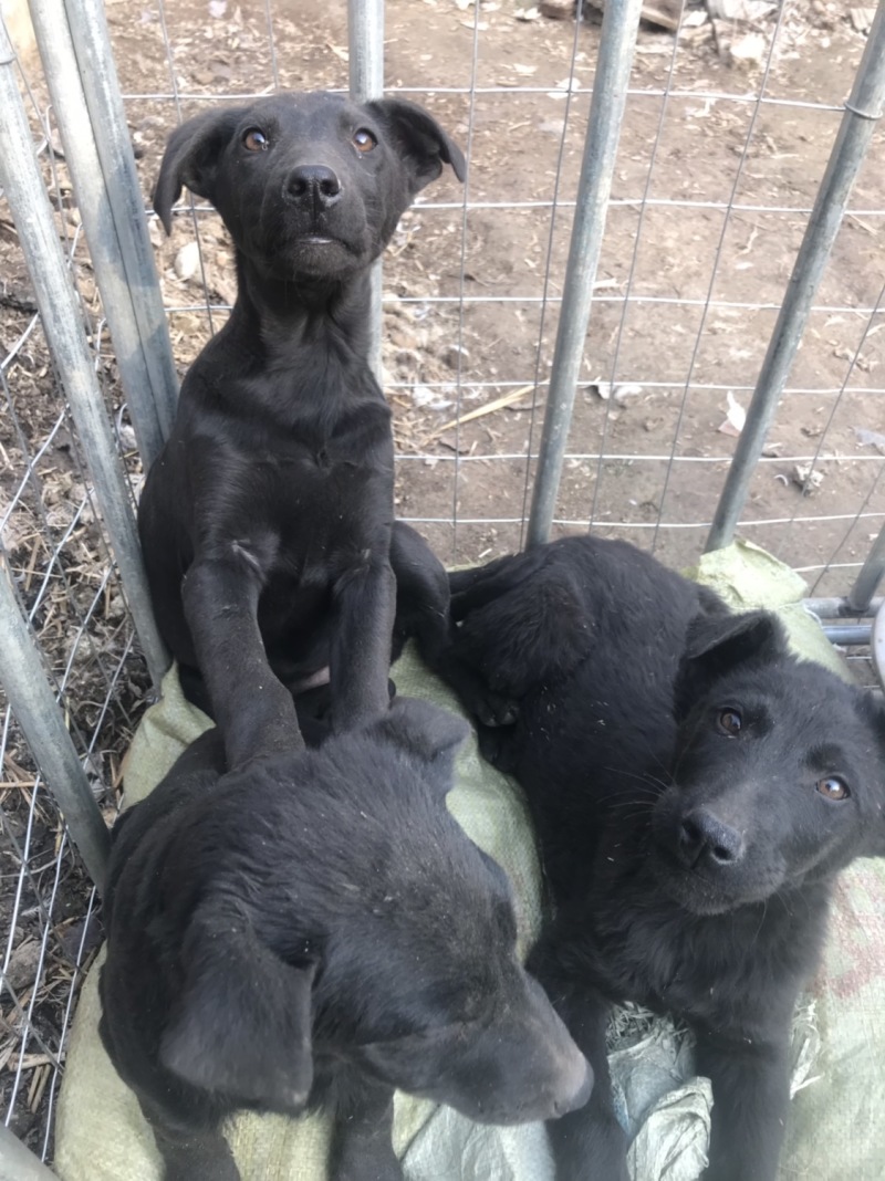 黑狼犬，勇敢无畏，保护主人，看家护院！好伙伴，好朋友！
