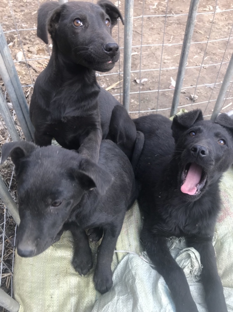 黑狼犬，勇敢无畏，保护主人，看家护院！好伙伴，好朋友！