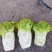 优质无公害蔬菜儿菜棒