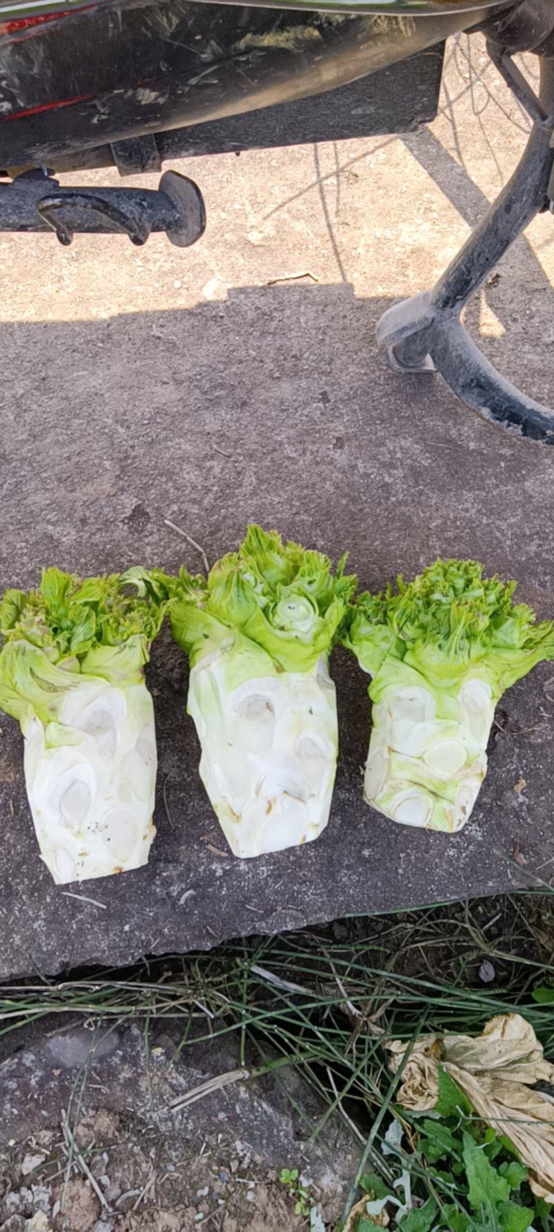 优质无公害蔬菜儿菜棒
