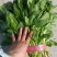 菠菜50厘米左右，小叶菠菜，量大质优，君达叶