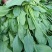 菠菜50厘米左右，小叶菠菜，量大质优，君达叶