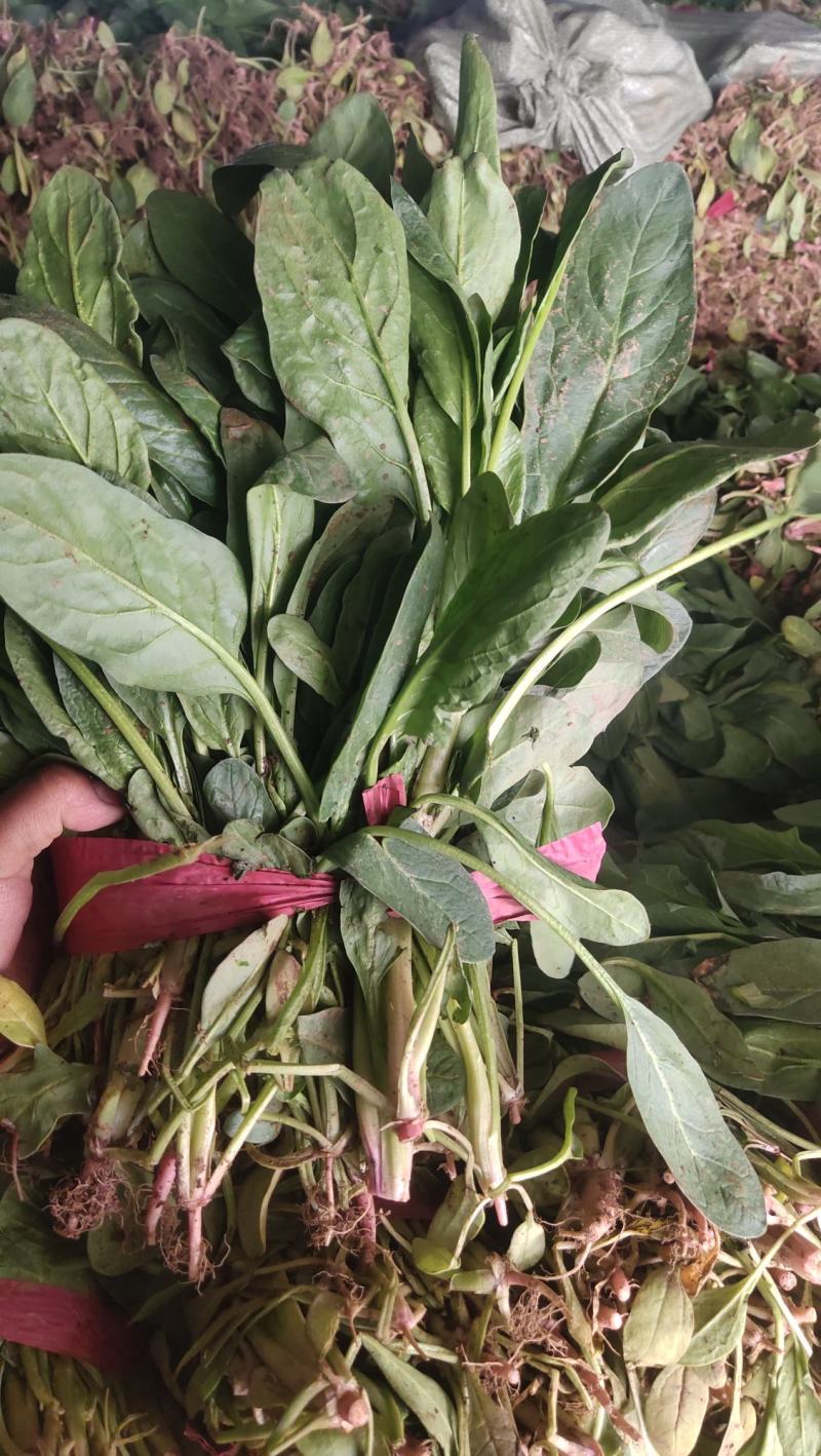 菠菜50厘米左右，小叶菠菜，量大质优，君达叶