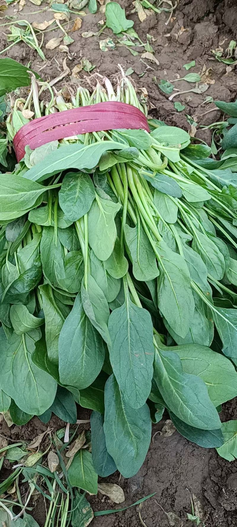 菠菜50厘米左右，小叶菠菜，量大质优，君达叶