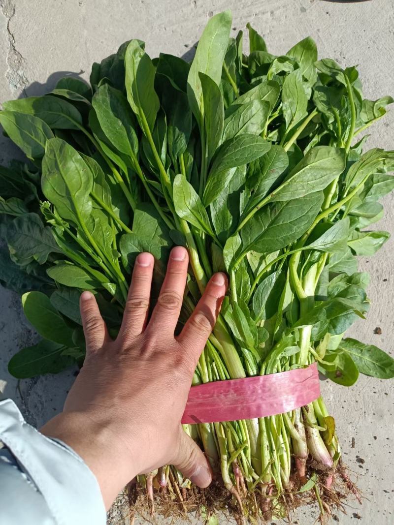 菠菜50厘米左右，小叶菠菜，量大质优，君达叶