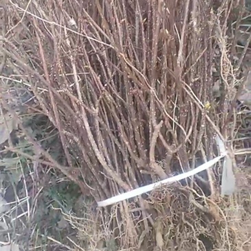 优质南五味子苗