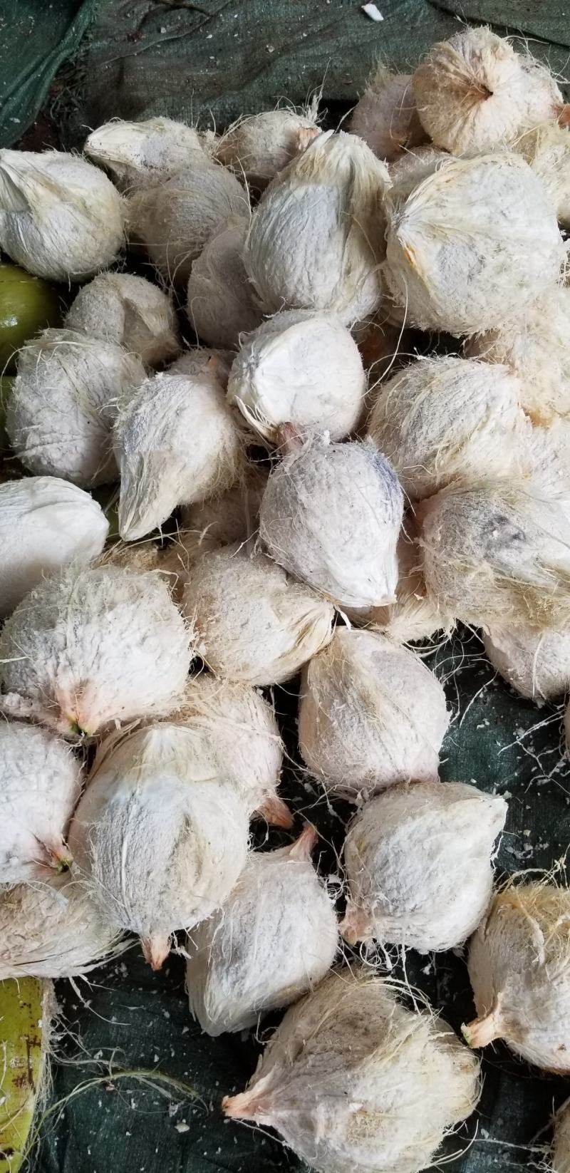 毛椰白
