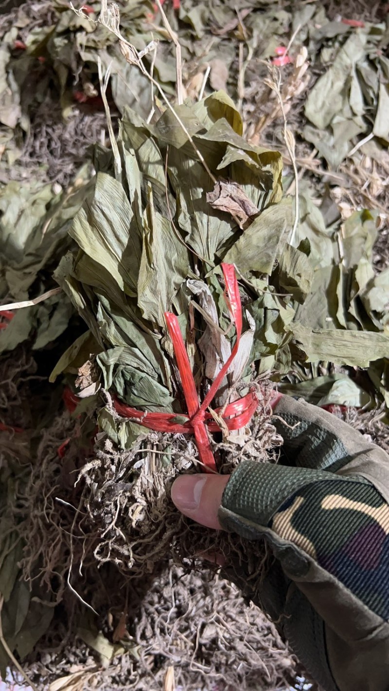 见血清小叶见血清
