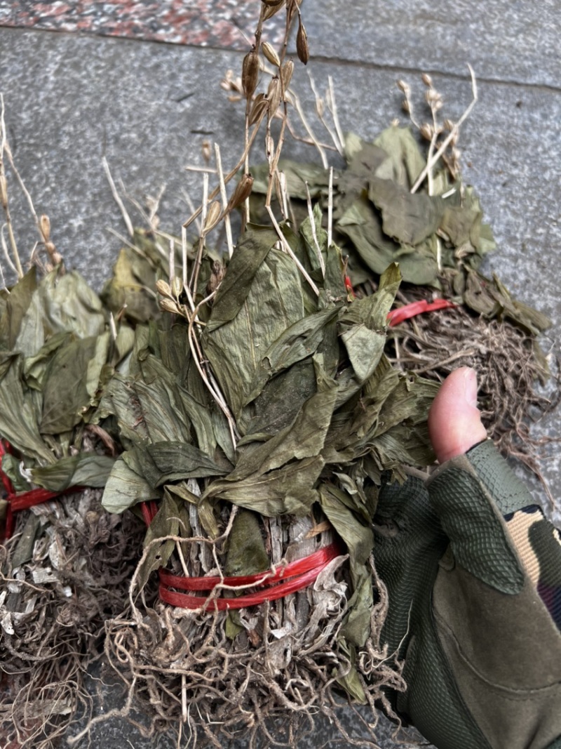 见血清小叶见血清