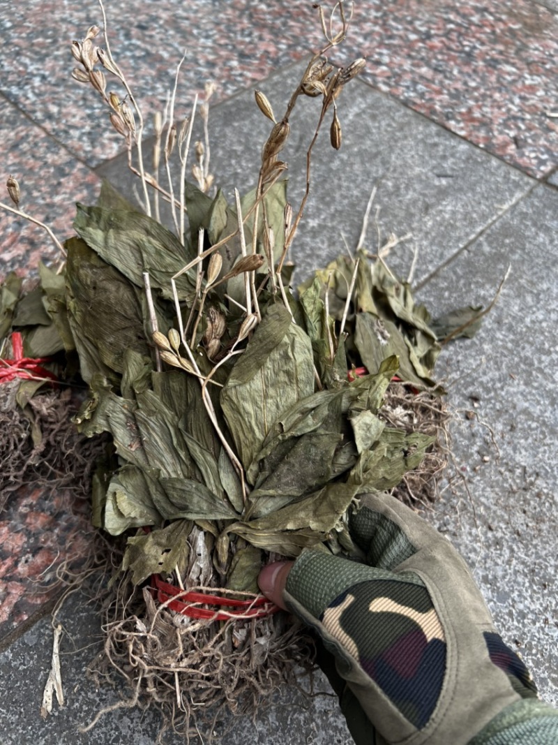 见血清小叶见血清