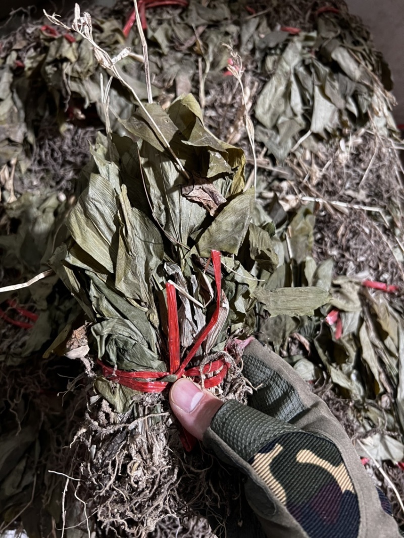 见血清小叶见血清