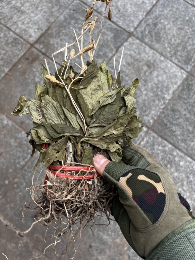 见血清小叶见血清