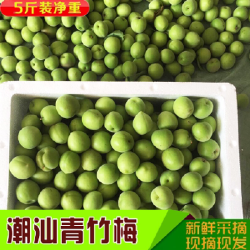 新鲜青梅白梅普宁白大水梅