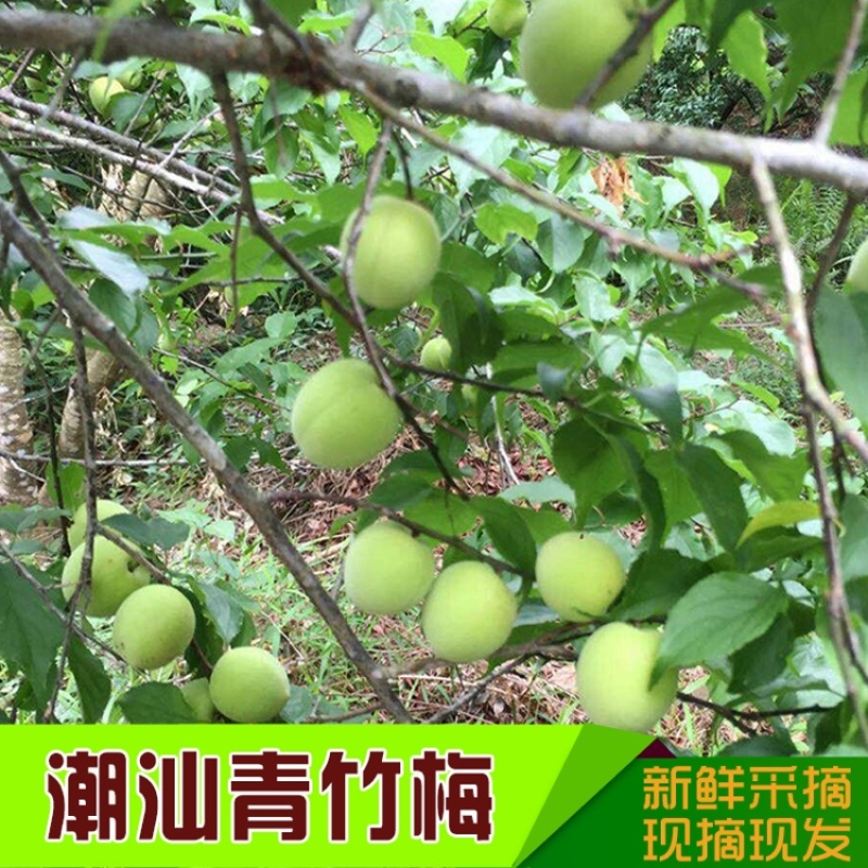 新鲜青梅白梅普宁白大水梅