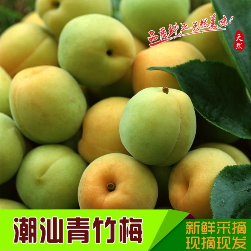 新鲜青梅白梅普宁白大水梅