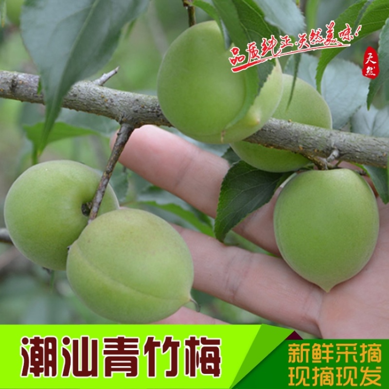 新鲜青梅白梅普宁白大水梅
