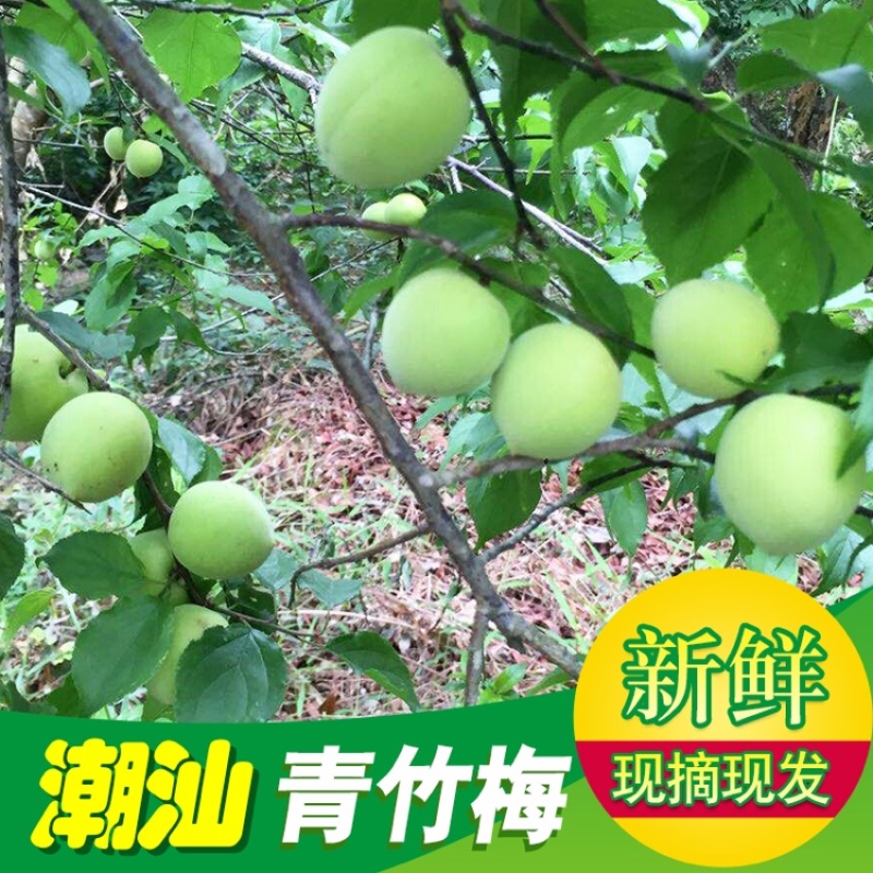 新鲜青梅白梅普宁白大水梅