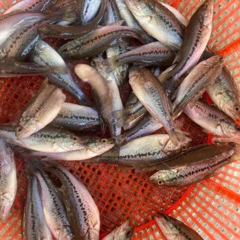 鲈鱼苗加州鲈鱼苗优质大口鲈鱼苗淡水养殖鱼苗全国发货