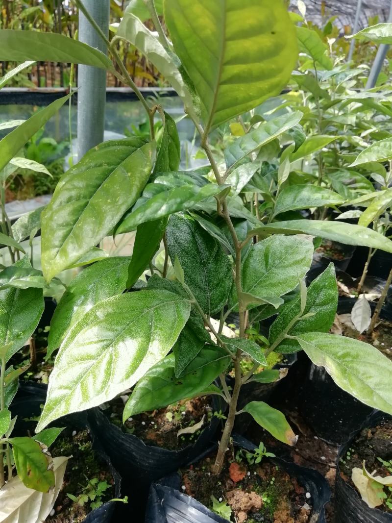 羊奶果苗羊奶果种子苗种植一棵挂果多多果子酸甜可口