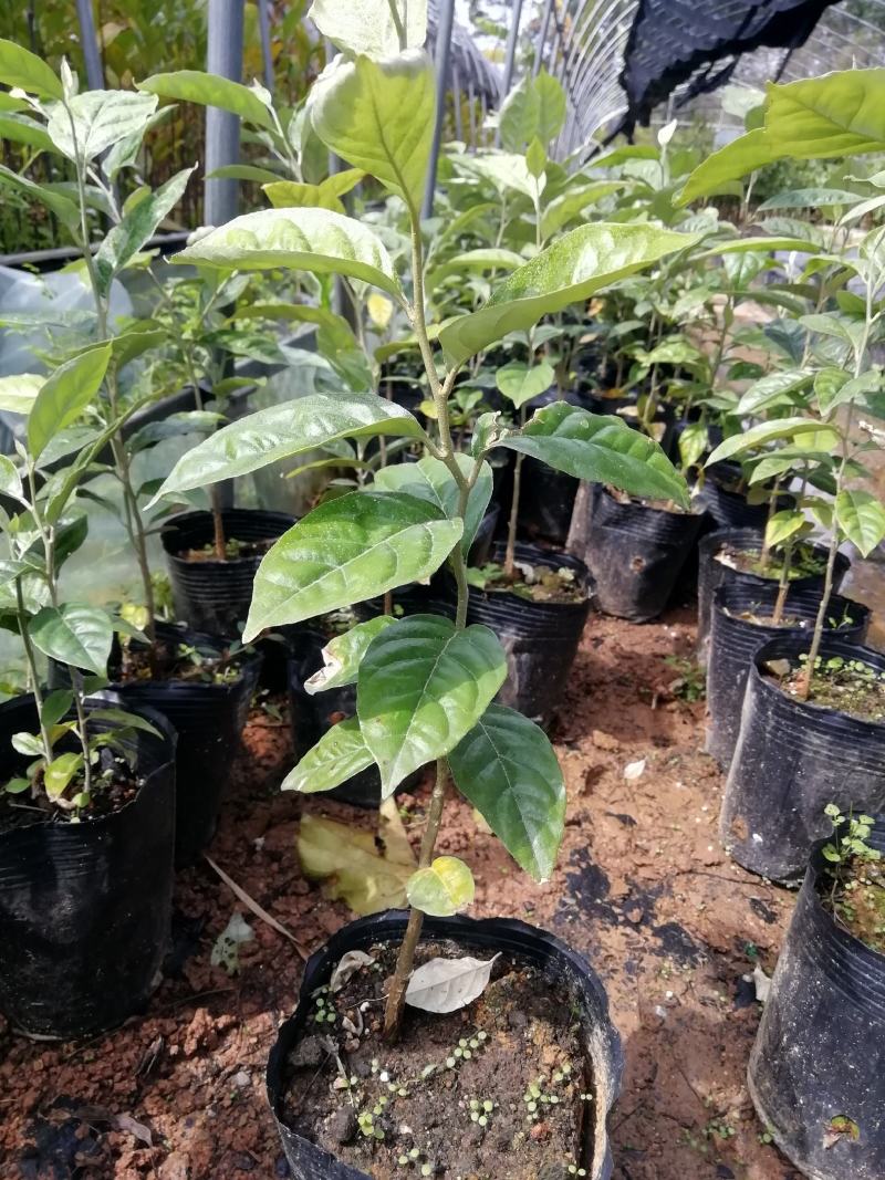 羊奶果苗羊奶果种子苗种植一棵挂果多多果子酸甜可口