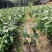 羊奶果苗羊奶果种子苗种植一棵挂果多多果子酸甜可口