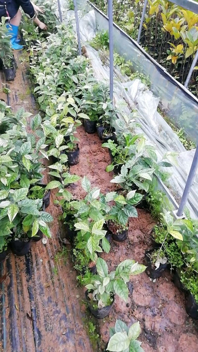 羊奶果苗羊奶果种子苗种植一棵挂果多多果子酸甜可口