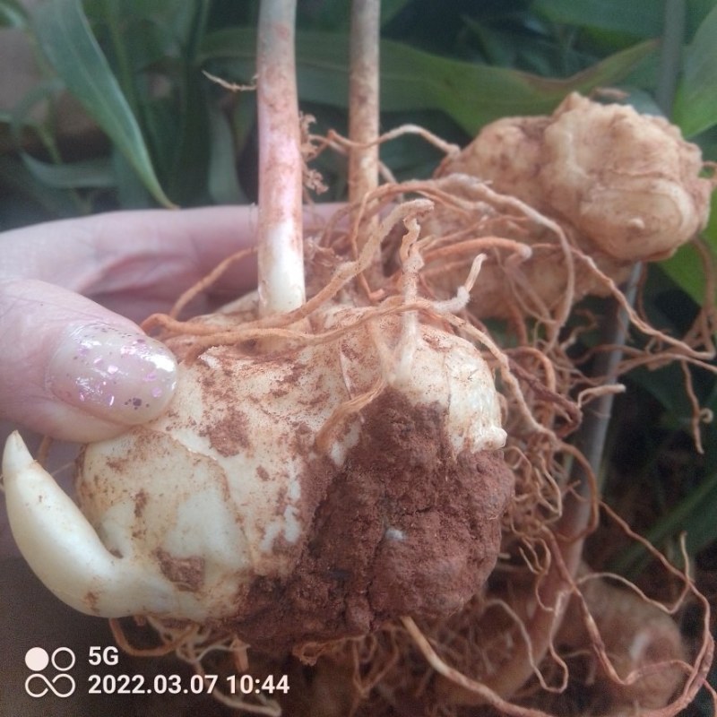 高杆大卷叶六叶多花姜型不到苗甜黄精大苗。
