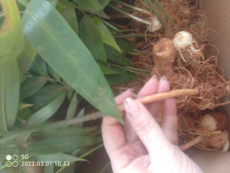 高杆大卷叶六叶多花姜型不到苗甜黄精大苗。