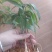 高杆大卷叶六叶多花姜型不到苗甜黄精大苗。