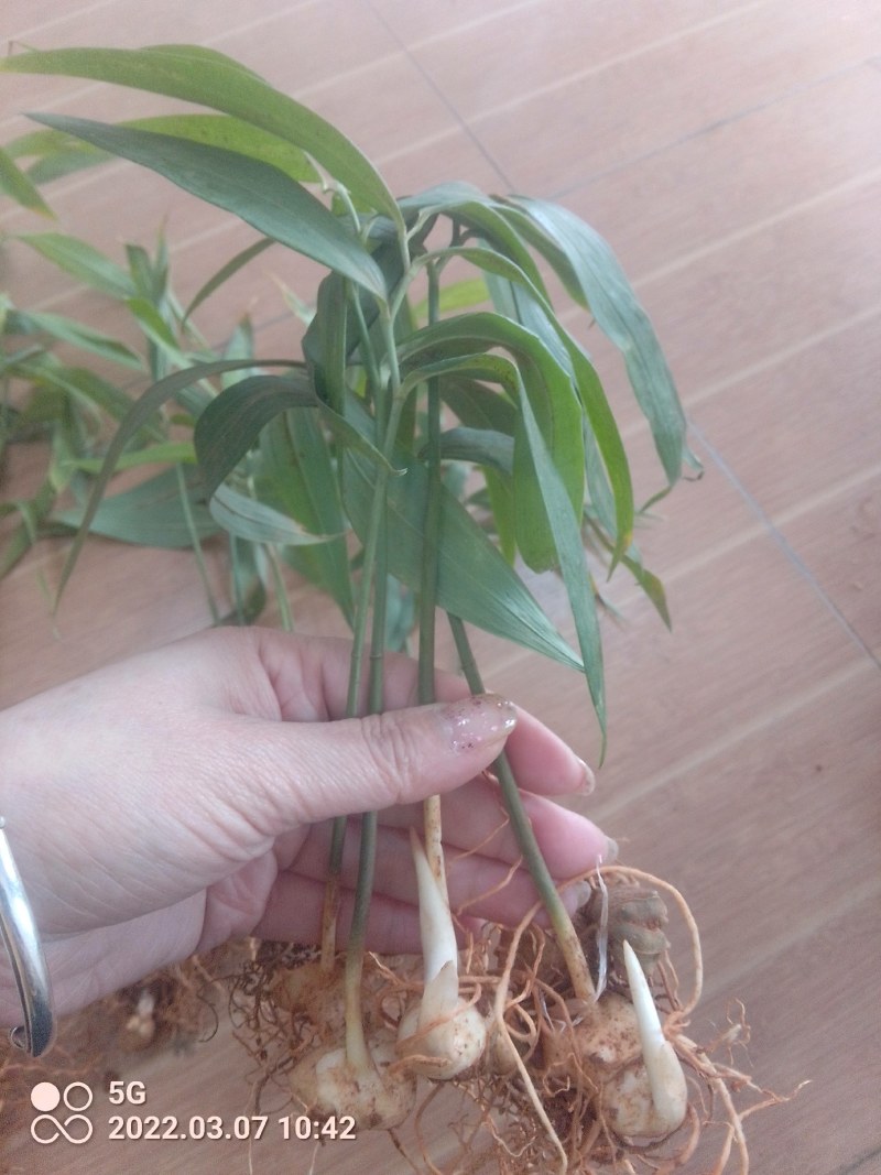高杆大卷叶六叶多花姜型不到苗甜黄精大苗。