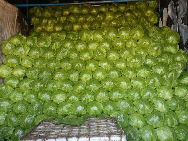 【实力推荐】甘蓝圆包菜基地供应量大质优价格优惠