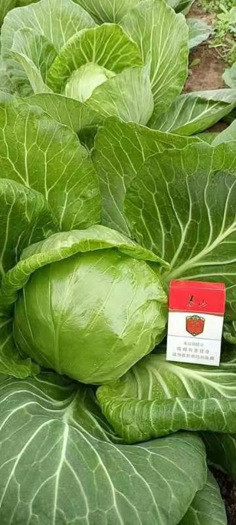 【实力推荐】甘蓝圆包菜基地供应量大质优价格优惠
