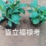 福禄考，宿根福禄考，直立福禄考，大叶福禄考基地直销