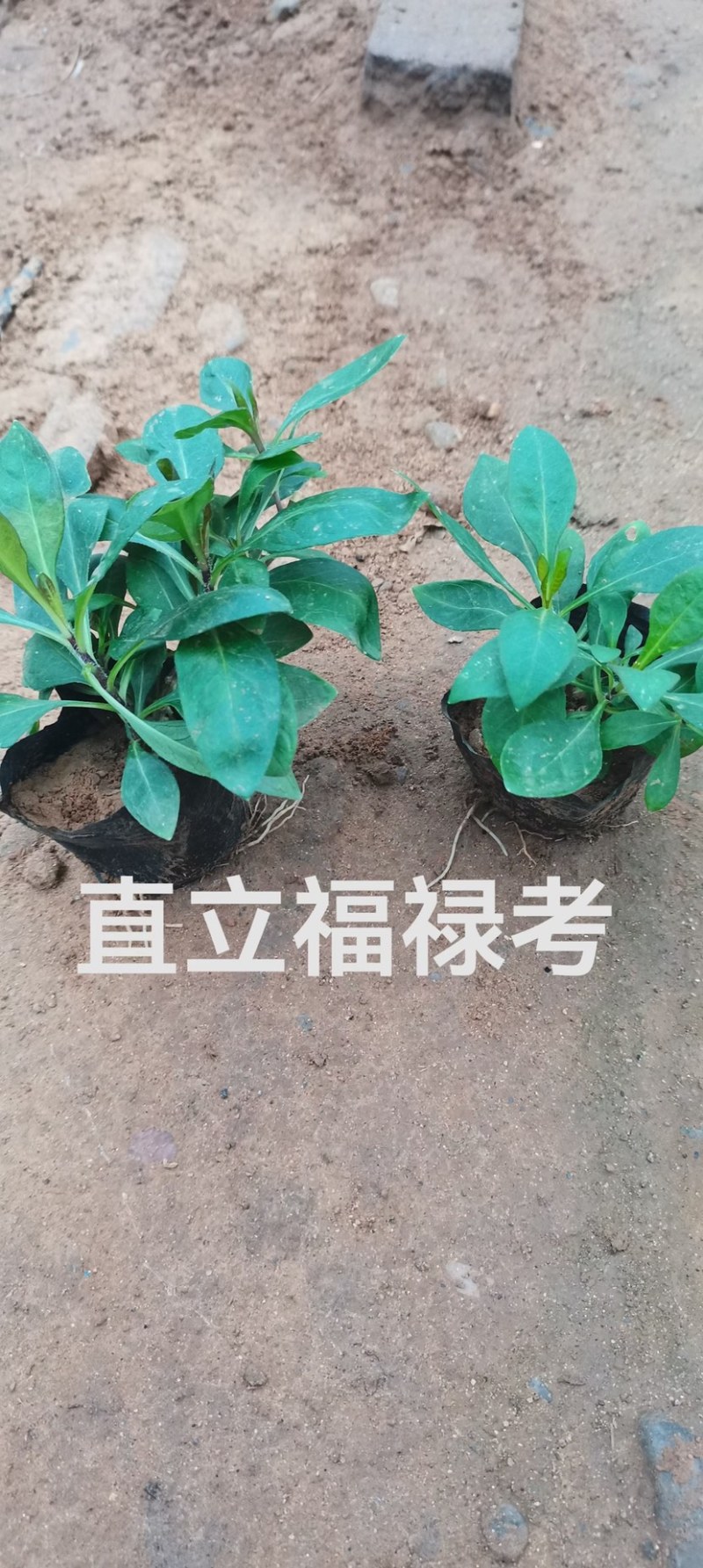 福禄考，宿根福禄考，直立福禄考，大叶福禄考基地直销