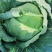 云南大理宾川甘蓝包菜莲花白京丰一号