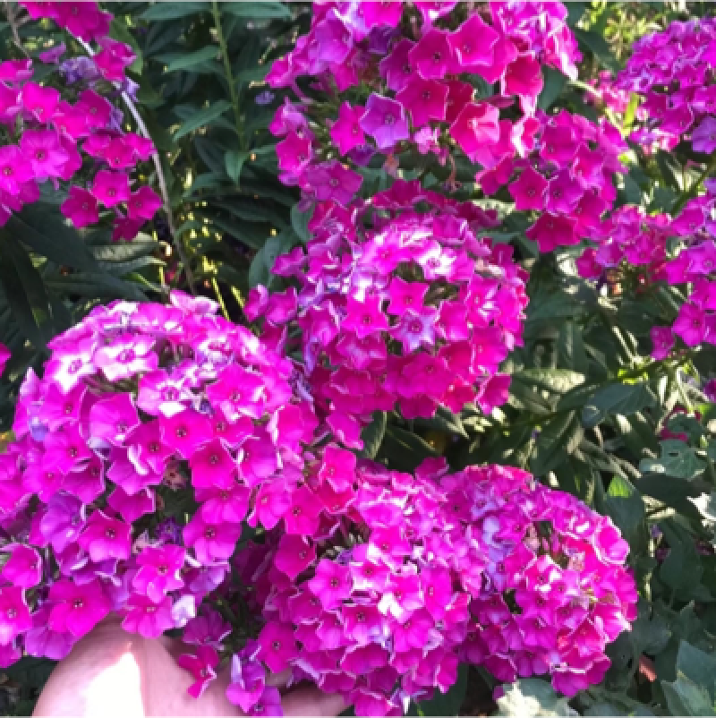 福禄考，宿根福禄考，直立福禄考，大叶福禄考基地直销