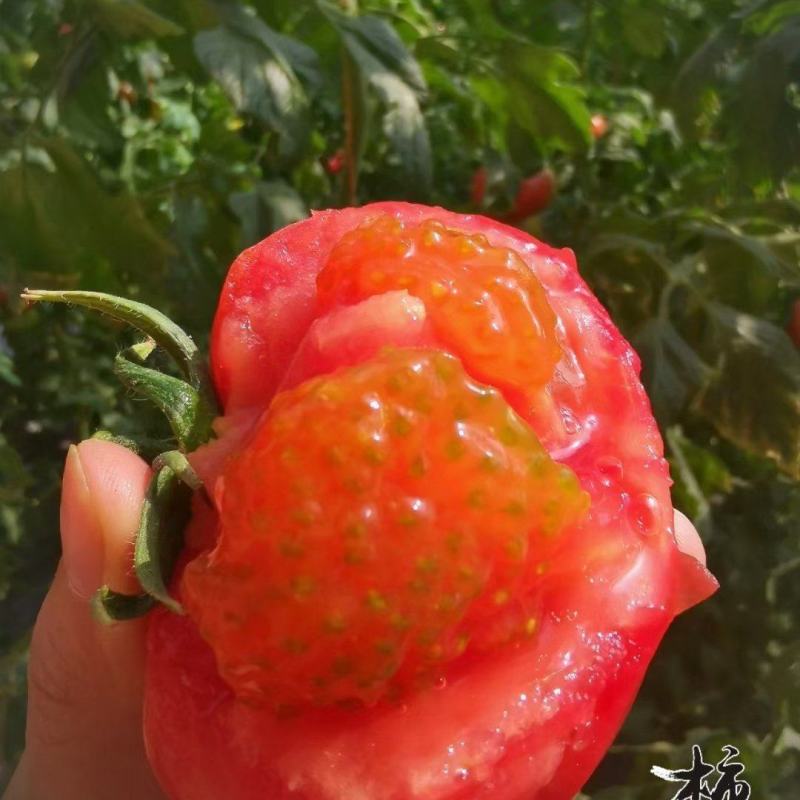 泾阳普罗旺斯水果西红柿，基地直发，支持一件代发