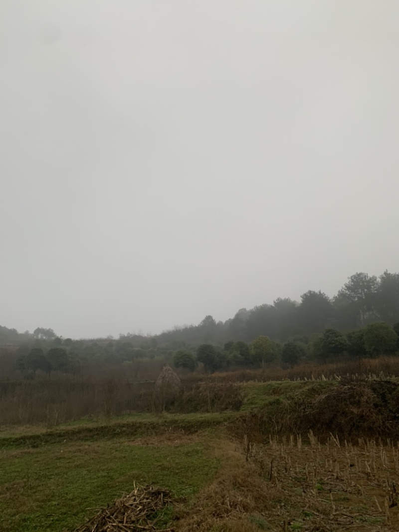 供应景观桂花树庭院桂花树公路景观桂花树