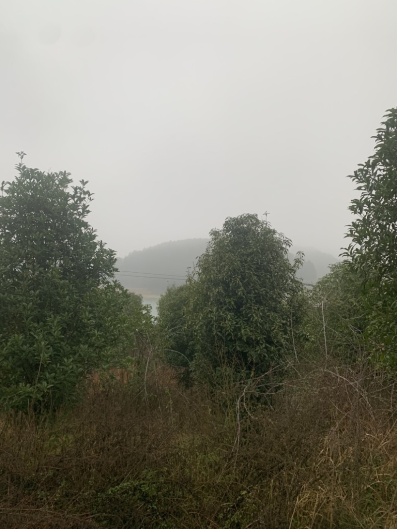 供应景观桂花树庭院桂花树公路景观桂花树