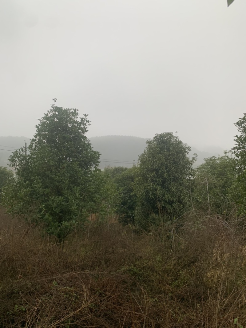 供应景观桂花树庭院桂花树公路景观桂花树