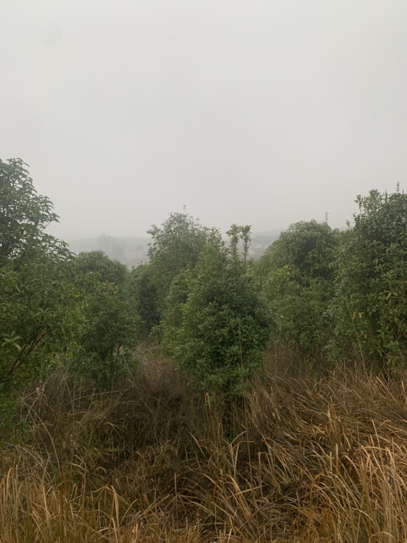 供应景观桂花树庭院桂花树公路景观桂花树