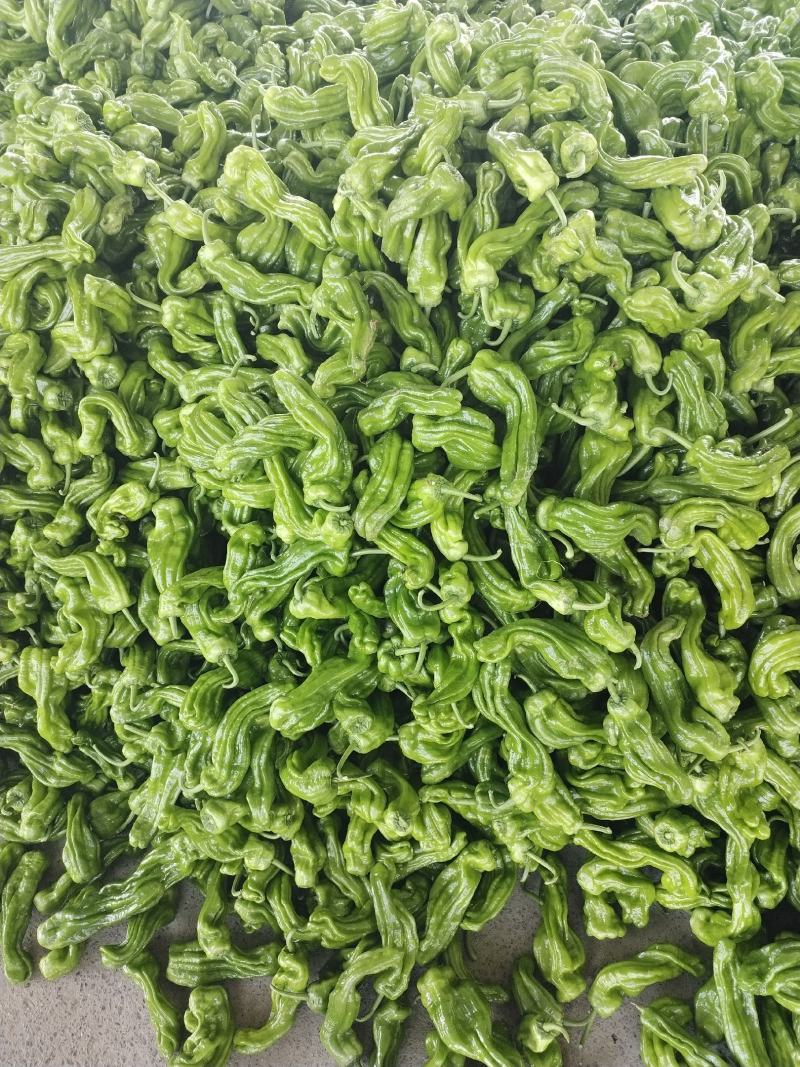 芜湖椒10~15厘米青微辣基地直供保证货源新鲜