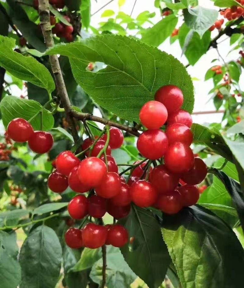 江西大红樱桃树苗圃基地想种植车厘子的朋友看过来