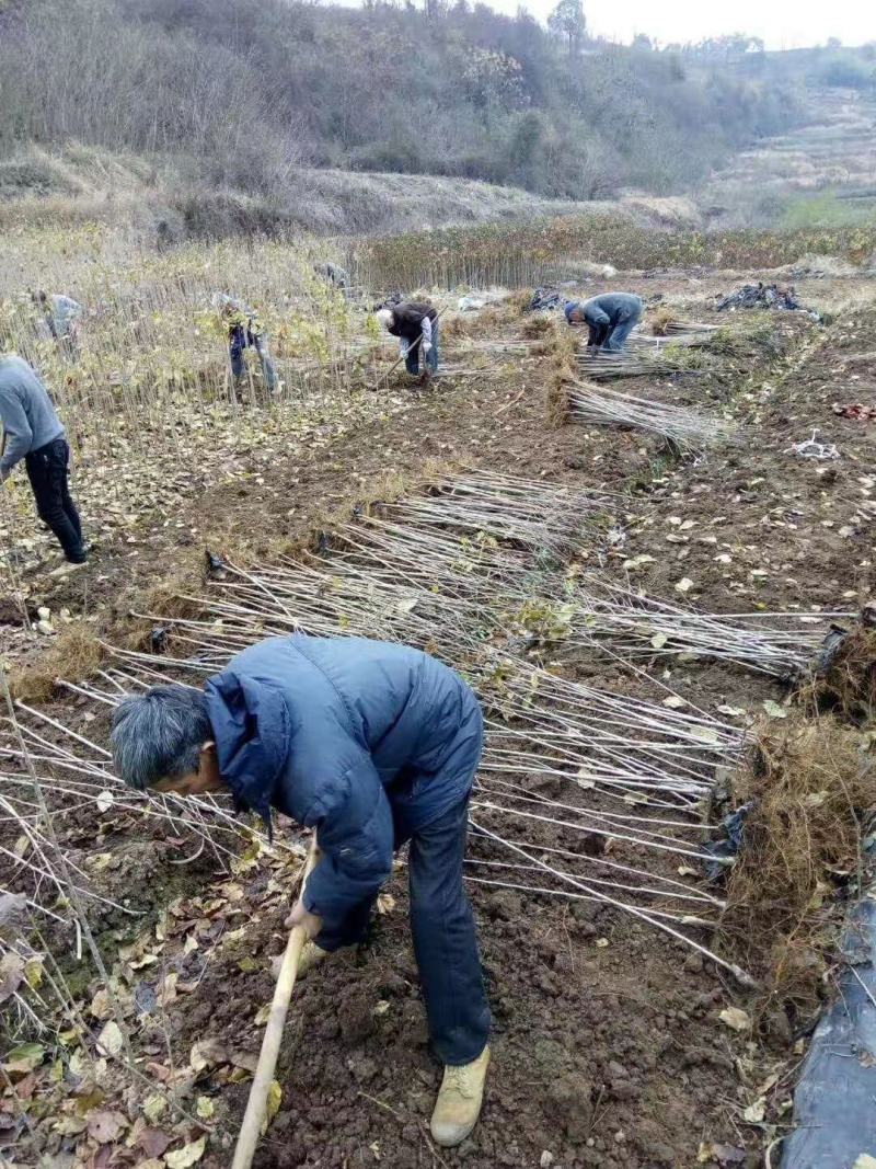 江西大红樱桃树苗圃基地想种植车厘子的朋友看过来